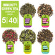 Organic Immunity Green Tea Sampler (5 Varients, 40 Servings)